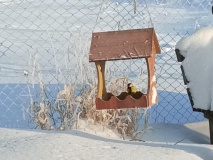 Экологическая акция «Покорми птиц зимой»